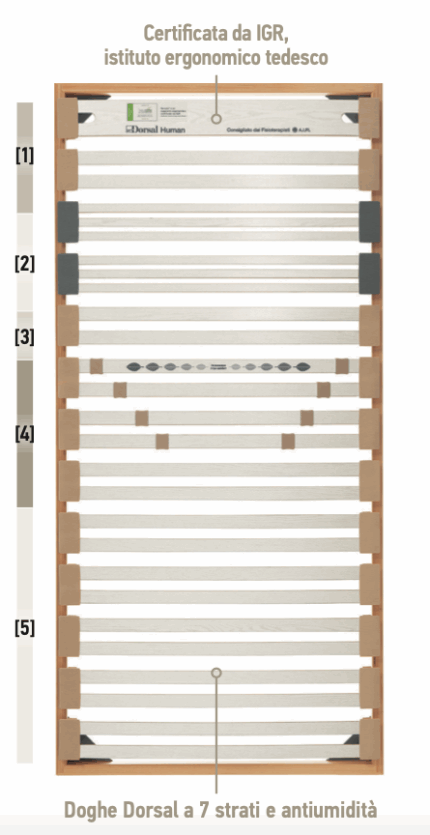 rete dorsal human balance