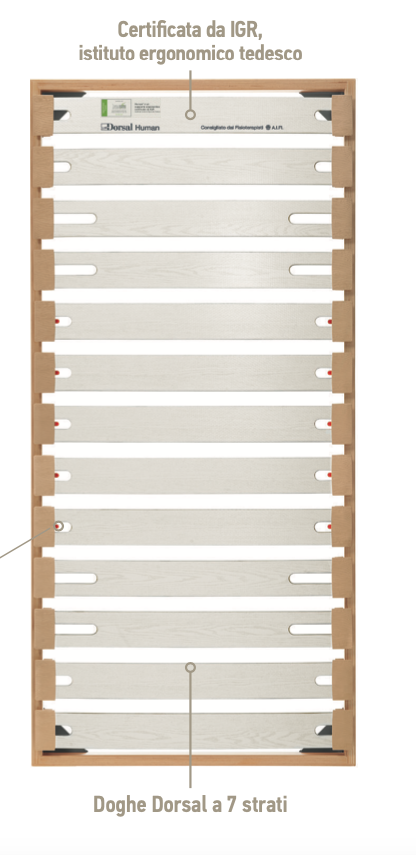 rete dorsal human family