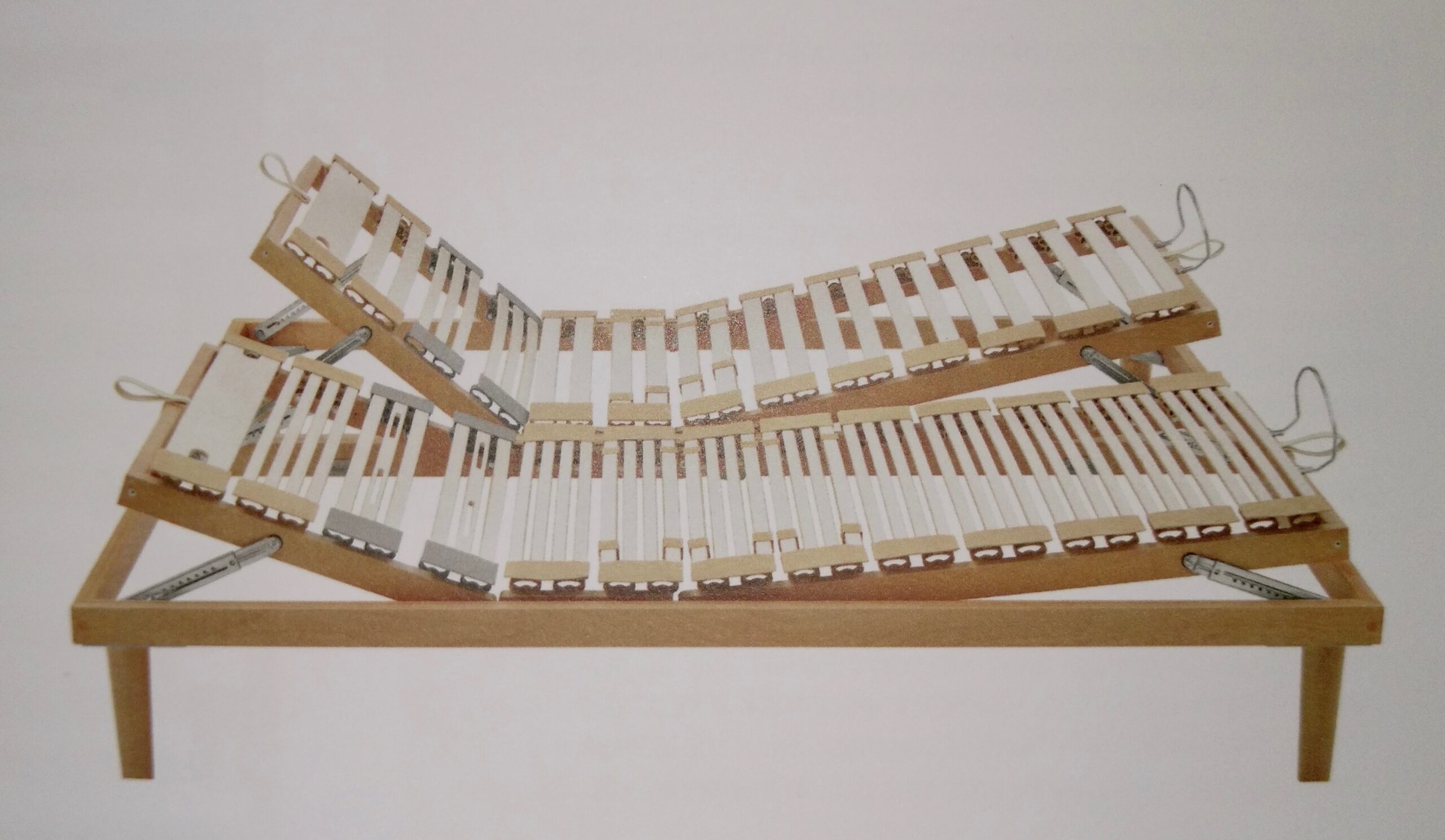 rete a doghe dorsal human family rete a doghe dorsal human family